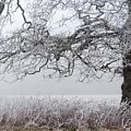 Frozen Tree, Westonbirt Arboretum, England, UK