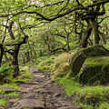 Padley Woods, Peak District, England, UK