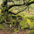 Padley Woods, The Peak District, England